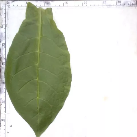 Bajina Basta Yaka_l