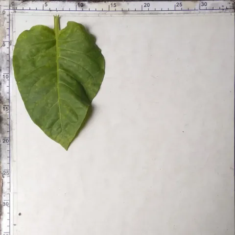 Katerini 53_l