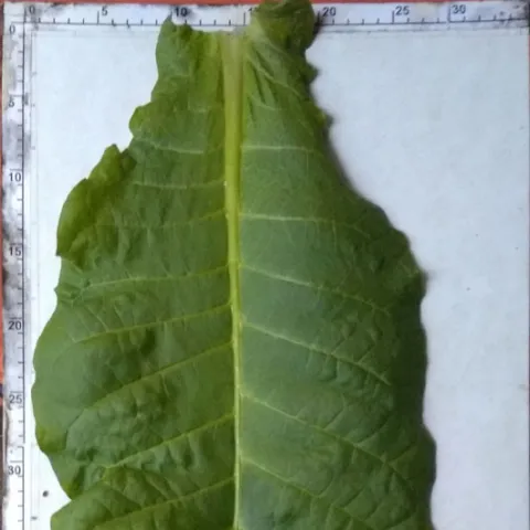 Muskatelka Ch_l