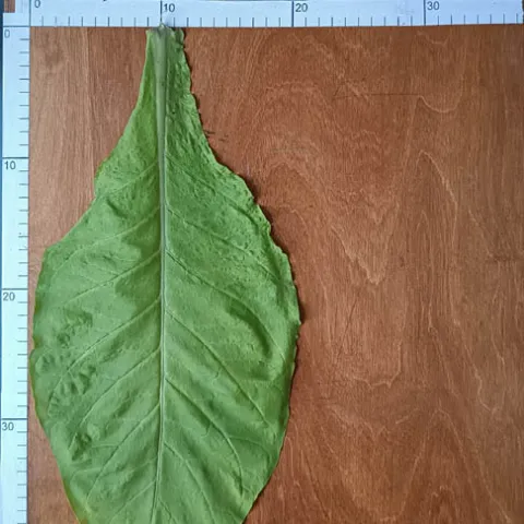 VRP 37-66_l