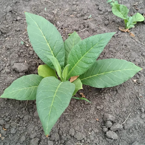 Brazil Amarello