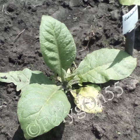 Табак Cordoncillo куст