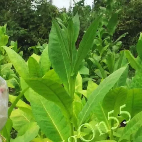 Дюбек 44Н