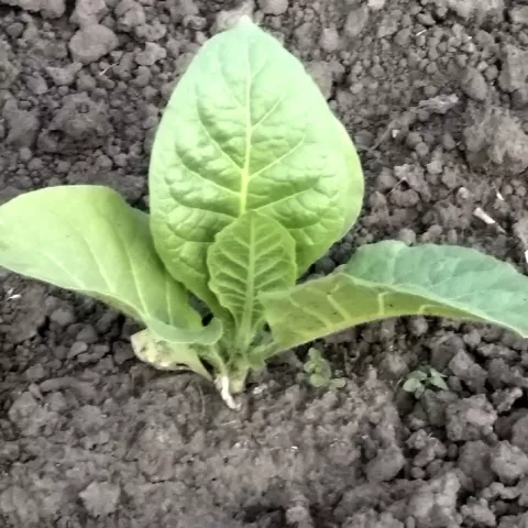 Ergo_k1