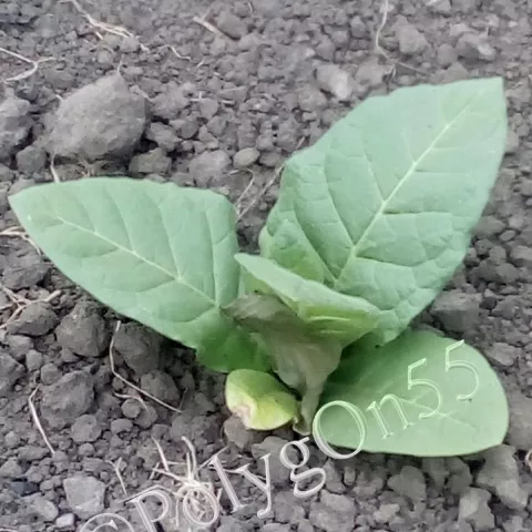 Табак Glessnor куст