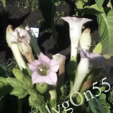 Табак Glessnor цвет