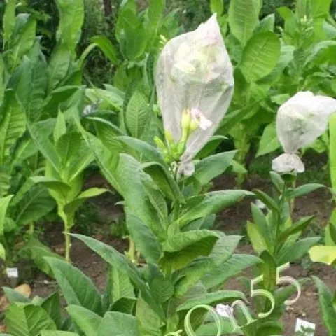 Insekara