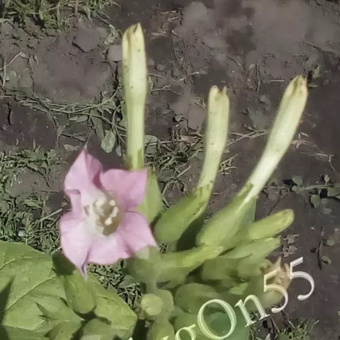 Табак Lonibow цвет
