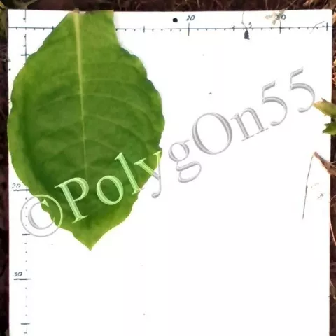 Molovata