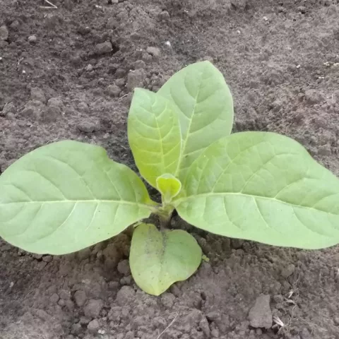 Rifarachi