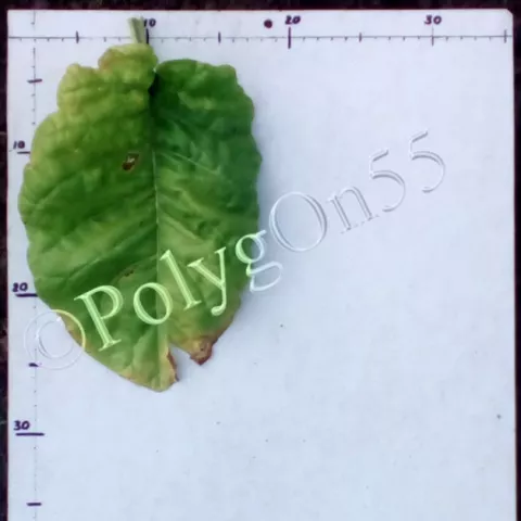 Chinensis