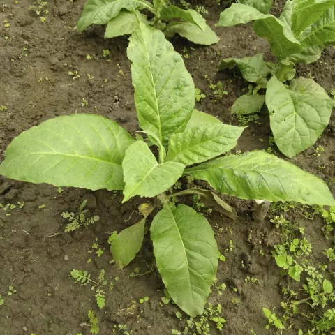 Sirone