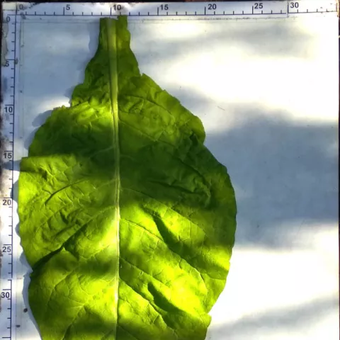 V.Sp.26_l